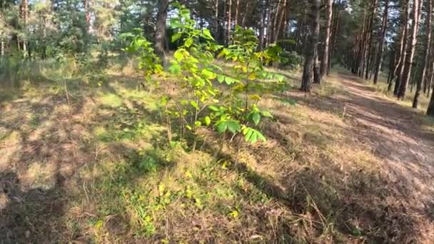 Sarı Sonbahar Ağacı Sonbahar Güneşli Parlak Manzara Sonbahar Ormanı Ağaçtaki — Stok video