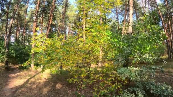 Sarı Sonbahar Ağacı Sonbahar Güneşli Parlak Manzara Sonbahar Ormanı Ağaçtaki — Stok video