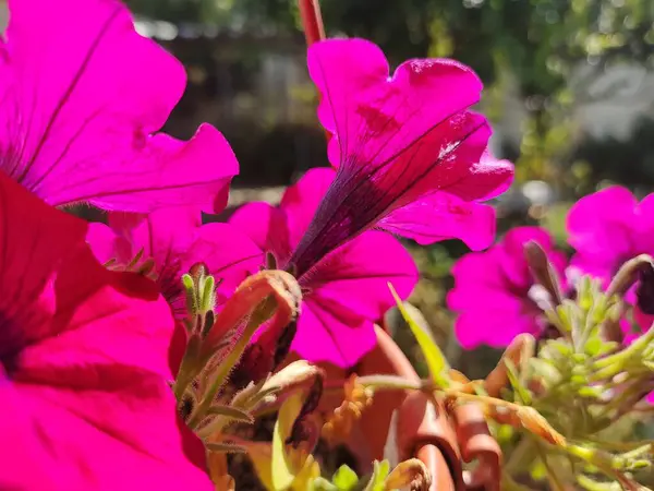 Små Petunior Vackra Blommor Nära Håll Vackra Rosa Petunior Rosa — Stockfoto