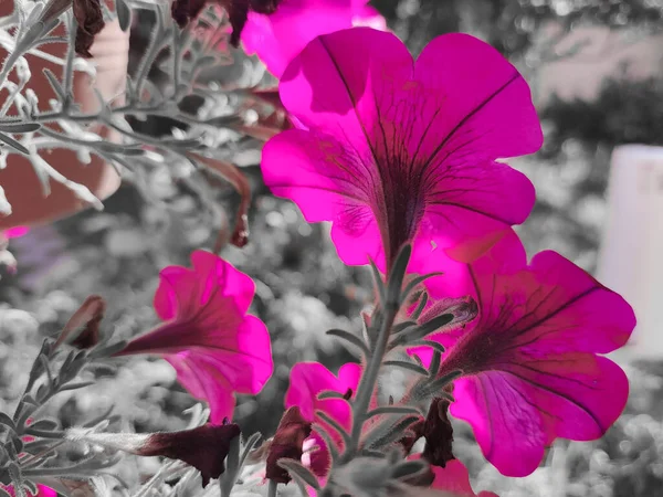 小花瓣 美丽的花朵紧密相连 漂亮的粉色花瓣 粉红色的花花盆里的花 在挂着的花盆里长满了勃艮第粉红花瓣的绽放的编织灌木 — 图库照片