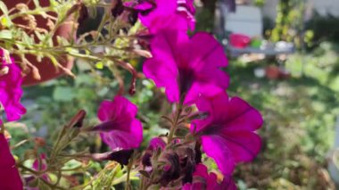 Küçük petunyalar. Güzel çiçekler kapanıyor. Güzel pembe petunyalar. pembe çiçekler. Saksıdaki çiçekler. Çiçek tomurcuklanan bordo pembe petunyalar çiçek saksısında yetişir..