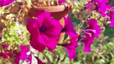 Küçük petunyalar. Güzel çiçekler kapanıyor. Güzel pembe petunyalar. pembe çiçekler. Saksıdaki çiçekler. Çiçek tomurcuklanan bordo pembe petunyalar çiçek saksısında yetişir..