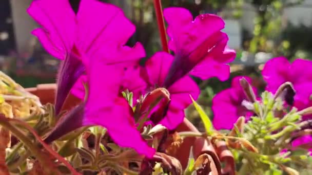 Kleine Petunien Schöne Blumen Aus Nächster Nähe Schöne Rosa Petunien — Stockvideo