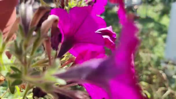 Malé Petúnie Krásné Květiny Zblízka Krásné Růžové Petúnie Růžové Květiny — Stock video