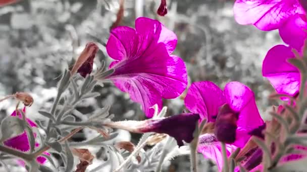 Små Petunior Vackra Blommor Nära Håll Vackra Rosa Petunior Rosa — Stockvideo