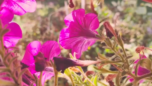 Petunias Pequeñas Hermosas Flores Cerca Hermosas Petunias Rosadas Flores Rosas — Vídeo de stock