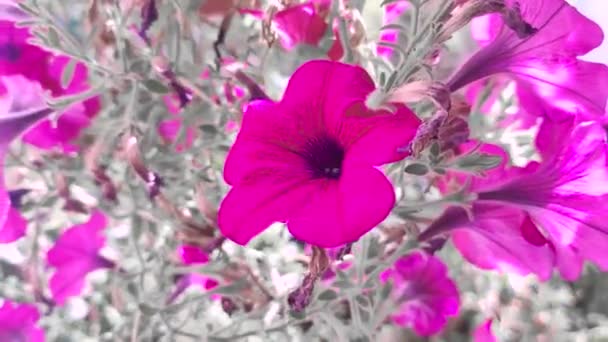 Μικρές Πετούνιες Όμορφα Λουλούδια Κοντά Όμορφες Ροζ Πετούνιες Ροζ Λουλούδια — Αρχείο Βίντεο