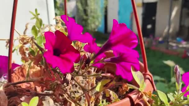 Małe Petunie Piękne Kwiaty Bliska Piękne Różowe Petunie Różowe Kwiaty — Wideo stockowe