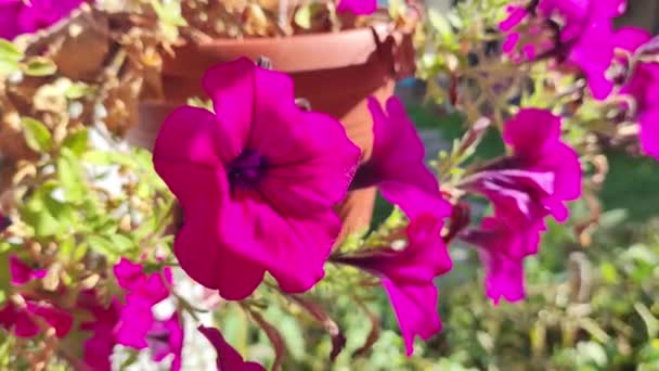 Küçük Petunyalar Güzel Çiçekler Kapanıyor Güzel Pembe Petunyalar Pembe Çiçekler — Stok video