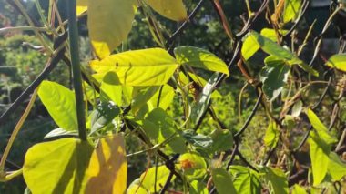 Sarı sonbahar yaprakları çitin üzerinde. Tel örgü ve yapraklar. Parlak kırmızı üzüm yaprakları ve metal çitler. Sonbaharda, tel örgülerin arkasında, üzüm bağının renkli yaprakları (vitis vinifera).