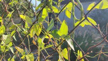 Sarı sonbahar yaprakları çitin üzerinde. Tel örgü ve yapraklar. Parlak kırmızı üzüm yaprakları ve metal çitler. Sonbaharda, tel örgülerin arkasında, üzüm bağının renkli yaprakları (vitis vinifera).