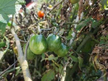 Kiraz domatesleri. Serada yetişen güzel kırmızı domatesler, bir damla su. Çiğ organik sebzeler yiyecek taze domates vişnesi. Detoks diyeti taze domates. Bahçede organik hasat, çiftçilik..
