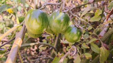 Kiraz domatesleri. Serada yetişen güzel kırmızı domatesler, bir damla su. Çiğ organik sebzeler yiyecek taze domates vişnesi. Detoks diyeti taze domates. Bahçede organik hasat, çiftçilik..