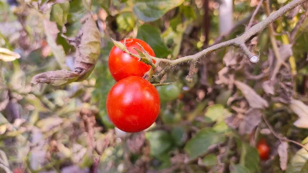 cherry tomatoes. Beautiful red ripe tomatoes grown in a greenhouse, drops of water. Raw organic vegetables food fresh tomato cherry. Detox diet fresh tomato. Organic harvest in garden, farming.