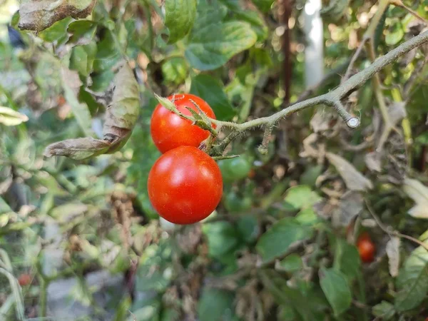 Kirsebærtomater Vakre Røde Modne Tomater Dyrket Drivhus Dråper Vann Økologiske – stockfoto