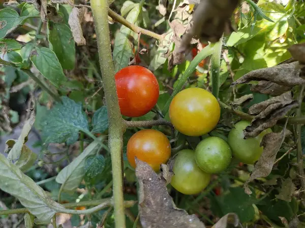 cherry tomatoes. Beautiful red ripe tomatoes grown in a greenhouse, drops of water. Raw organic vegetables food fresh tomato cherry. Detox diet fresh tomato. Organic harvest in garden, farming.