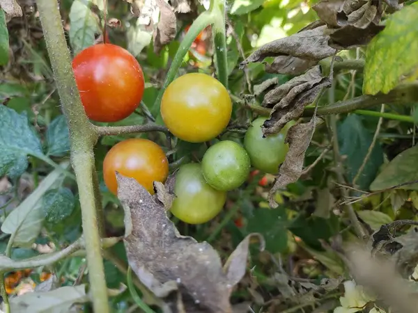 Ντοματίνια Όμορφες Κόκκινες Ώριμες Ντομάτες Που Καλλιεργούνται Θερμοκήπιο Σταγόνες Νερού — Φωτογραφία Αρχείου