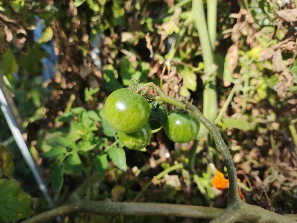 Pomidory Wiśniowe Piękne Czerwone Dojrzałe Pomidory Uprawiane Szklarni Krople Wody — Zdjęcie stockowe