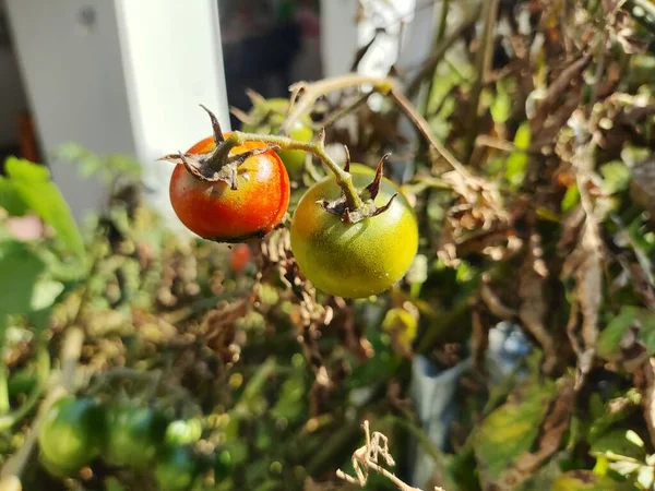 Pomidory Wiśniowe Piękne Czerwone Dojrzałe Pomidory Uprawiane Szklarni Krople Wody — Zdjęcie stockowe