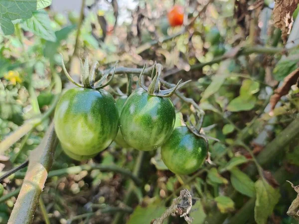 チェリー トマト 温室で育った美しい赤い熟したトマト 生の有機野菜は新鮮なトマトチェリーを食べます デトックスダイエット 新鮮なトマト 庭でのオーガニック収穫 — ストック写真