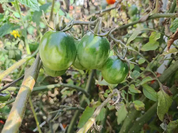 Körsbärstomater Vackra Röda Mogna Tomater Odlade Ett Växthus Droppar Vatten — Stockfoto