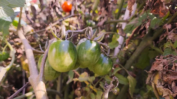 Kirschtomaten Schöne Rote Reife Tomaten Die Einem Gewächshaus Wachsen Wassertropfen — Stockfoto
