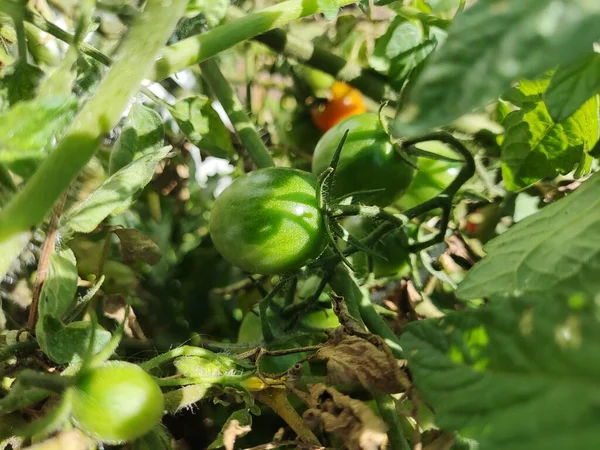 Ντοματίνια Όμορφες Κόκκινες Ώριμες Ντομάτες Που Καλλιεργούνται Θερμοκήπιο Σταγόνες Νερού — Φωτογραφία Αρχείου