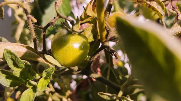 Cherry Rajčata Krásná Zralá Rajčata Pěstovaná Skleníku Kapky Vody Syrová — Stock fotografie