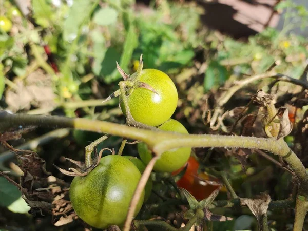 Tomates Cherry Hermosos Tomates Rojos Maduros Cultivados Invernadero Gotas Agua —  Fotos de Stock