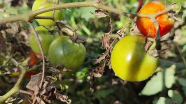 Kiraz domatesleri. Serada yetişen güzel kırmızı domatesler, bir damla su. Çiğ organik sebzeler yiyecek taze domates vişnesi. Detoks diyeti taze domates. Bahçede organik hasat, çiftçilik..