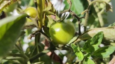 Kiraz domatesleri. Serada yetişen güzel kırmızı domatesler, bir damla su. Çiğ organik sebzeler yiyecek taze domates vişnesi. Detoks diyeti taze domates. Bahçede organik hasat, çiftçilik..