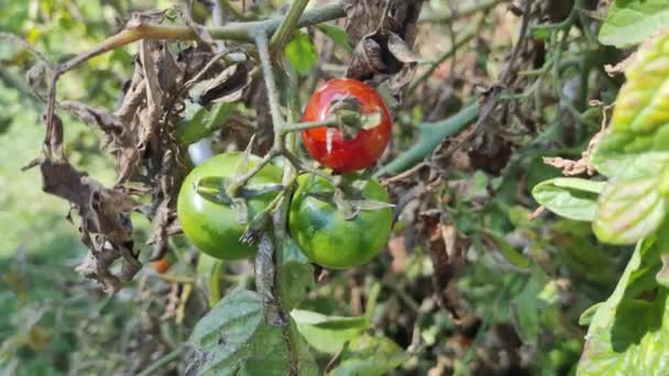 チェリー トマト 温室で育った美しい赤い熟したトマト 生の有機野菜は新鮮なトマトチェリーを食べます デトックスダイエット 新鮮なトマト 庭でのオーガニック収穫 — ストック動画