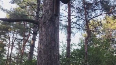 Ağaç ev. Kuş evi. Ağaçtaki hayvanlar için ahşap bir ev. kuş besleyiciler.