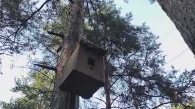 Ağaç ev. Kuş evi. Ağaçtaki hayvanlar için ahşap bir ev. kuş besleyiciler.