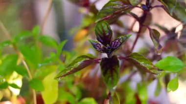yeşil ve mor fesleğen. Karamel ve Tarçın Basili. Yeşil ve menekşe fesleğeni. Balkondaki sarı tencerede sulama kabıyla fesleğeni sulamak. Evde aromatik bitkiler yetişiyor.