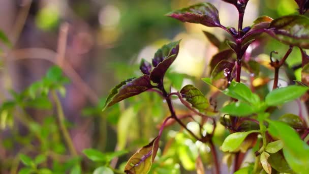 绿色和紫色罗勒 焦糖和肉桂罗勒 绿色和紫罗兰色的紫罗兰花 浇水的紫罗兰花可以放在阳台上的黄壶里 在家里种植芳香草药 — 图库视频影像