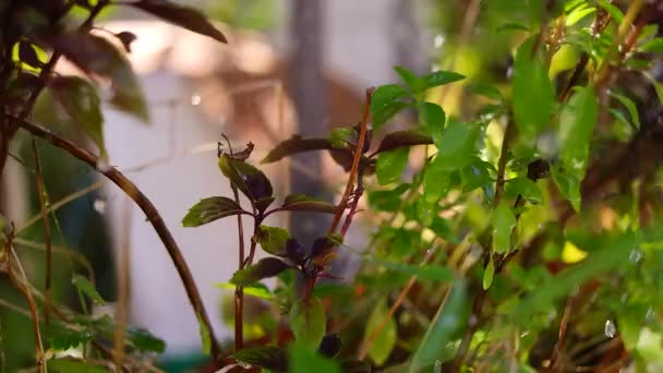 緑と紫のバジル カラメルとシナモンバジル ポットに植物 グリーンとヴァイオレットのバジル バルコニーの黄色い鍋に入ることができる水やりのバジル植物をケータリング 自宅でアロマハーブを栽培する — ストック動画