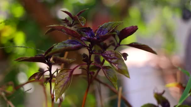 绿色和紫色罗勒 焦糖和肉桂罗勒 绿色和紫罗兰色的紫罗兰花 浇水的紫罗兰花可以放在阳台上的黄壶里 在家里种植芳香草药 — 图库视频影像