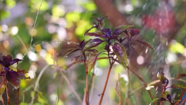 녹색과 보라색 캐러멜과 시나몬 냄비에 녹색과 보라색 물이있는 식물은 발코니의 — 비디오
