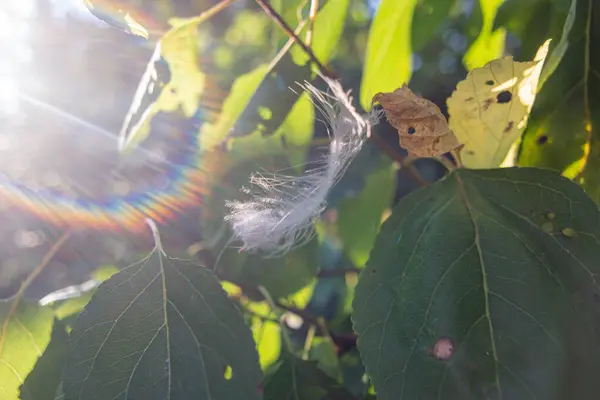 ウェブで羽毛する 光の光の光の中で白い羽根 風の中の羽 フェザーの爆発 — ストック写真