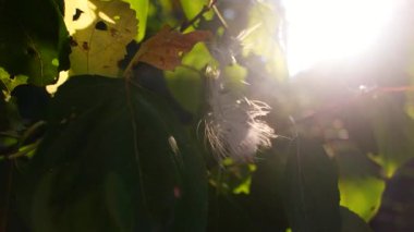 Ağda tüy var. Işık huzmelerinde beyaz tüy. Rüzgarda uçuşan tüy. Tüylerin Patlaması.