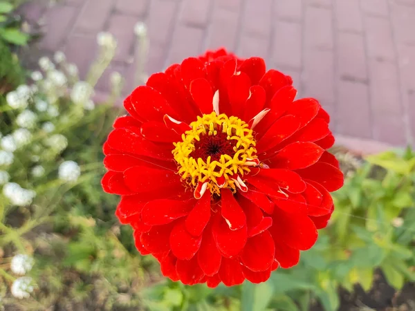 red autumn flower. big red cetov. autumn flowers. Zinnia. Red asters.