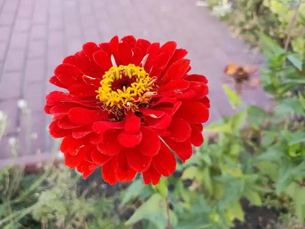 Czerwony Jesienny Kwiat Wielki Czerwony Cetov Jesienne Kwiaty Cynnia Czerwone — Zdjęcie stockowe