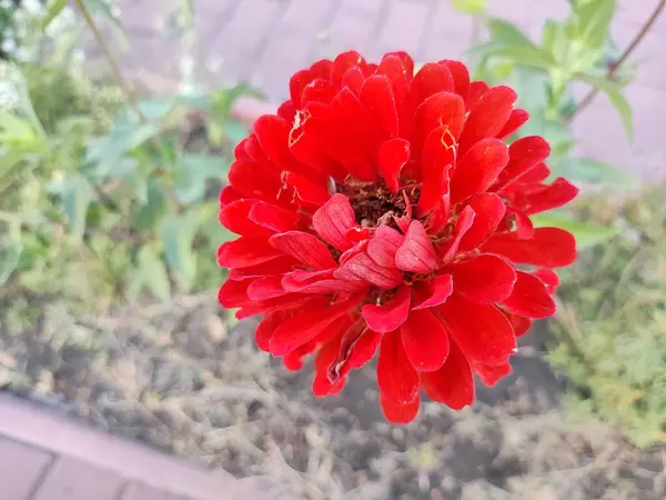 Kırmızı Sonbahar Çiçeği Büyük Kırmızı Cetov Sonbahar Çiçekleri Zinnia Kırmızı — Stok fotoğraf