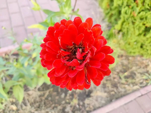 Kırmızı Sonbahar Çiçeği Büyük Kırmızı Cetov Sonbahar Çiçekleri Zinnia Kırmızı — Stok fotoğraf