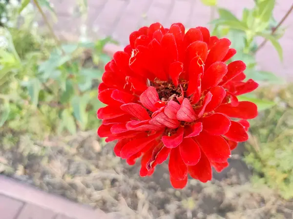Flor Roja Otoño Cetov Rojo Grande Flores Otoño Zinnia Desastres — Foto de Stock
