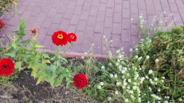 kırmızı sonbahar çiçeği. Büyük kırmızı cetov. Sonbahar çiçekleri. Zinnia. Kırmızı astar..