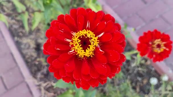 Κόκκινο Φθινοπωρινό Λουλούδι Μεγάλη Κόκκινη Cetov Φθινοπωρινά Λουλούδια Ζίνια Ερυθρές — Αρχείο Βίντεο