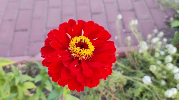 Czerwony Jesienny Kwiat Wielki Czerwony Cetov Jesienne Kwiaty Cynnia Czerwone — Wideo stockowe