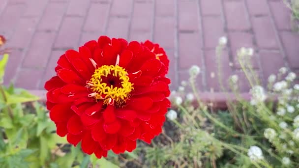 Κόκκινο Φθινοπωρινό Λουλούδι Μεγάλη Κόκκινη Cetov Φθινοπωρινά Λουλούδια Ζίνια Ερυθρές — Αρχείο Βίντεο